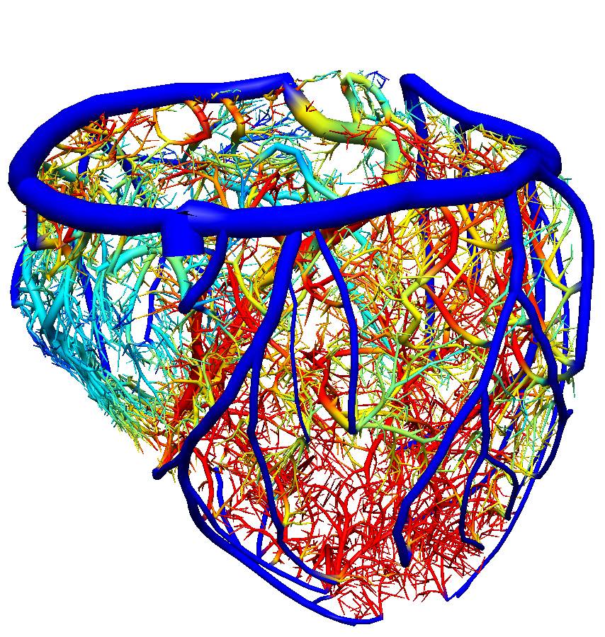 Reflections of Research 2012 – British Heart Foundation Awards Renata Gomes wins video prize