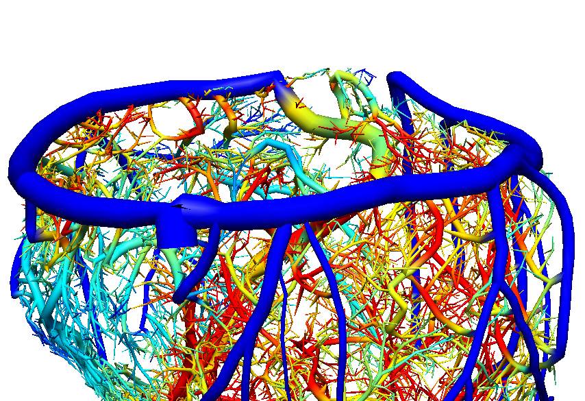 Reflections of Research 2012 – British Heart Foundation Awards Renata Gomes wins video prize