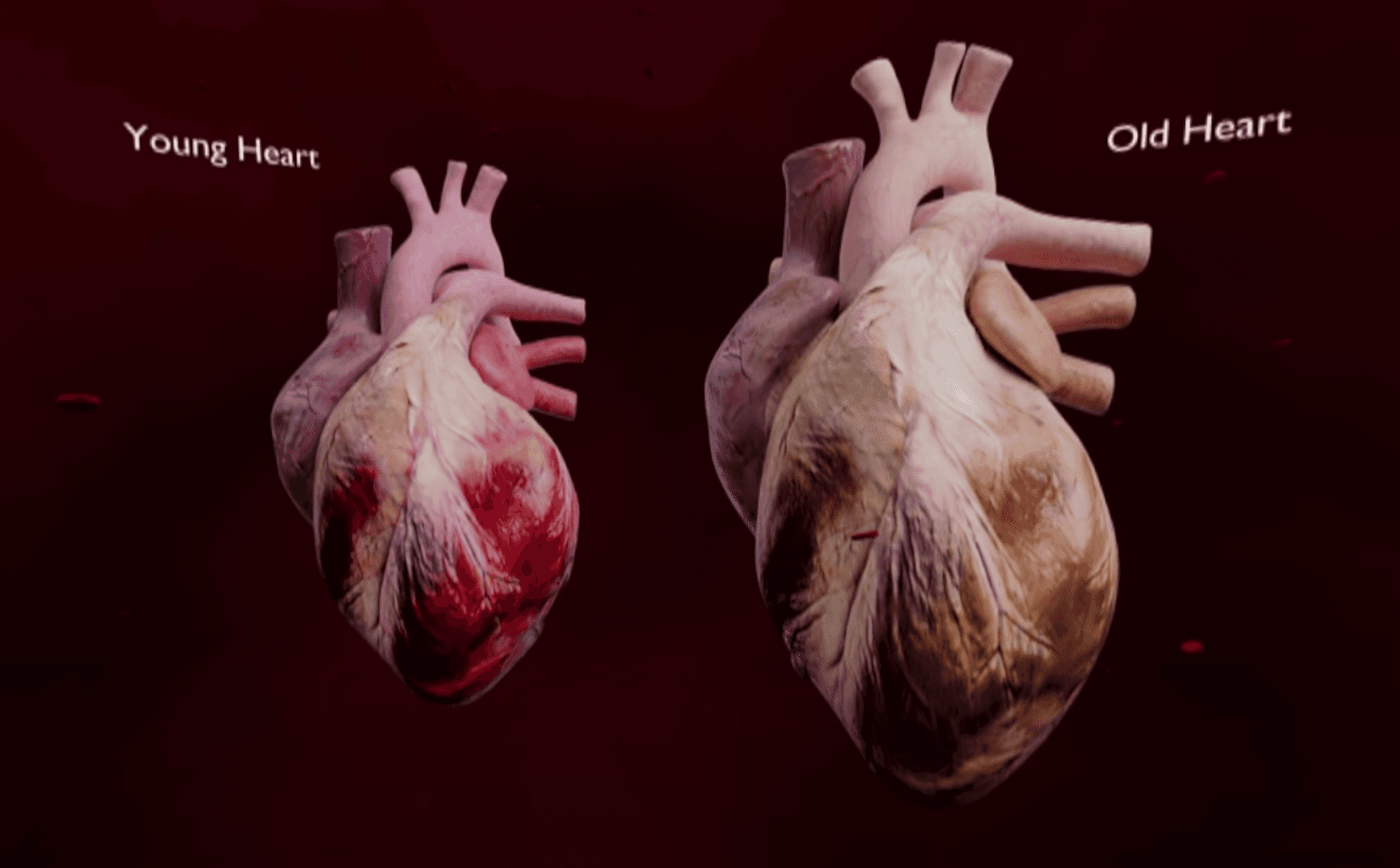 How do we age? A trip through cardiovascular ageing