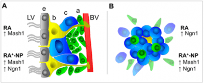 Collaboration with Liliana Bernardino published in ACS Nano