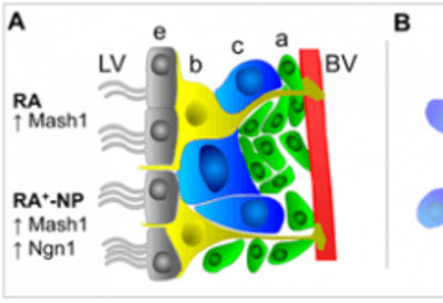 Collaboration with Liliana Bernardino published in ACS Nano